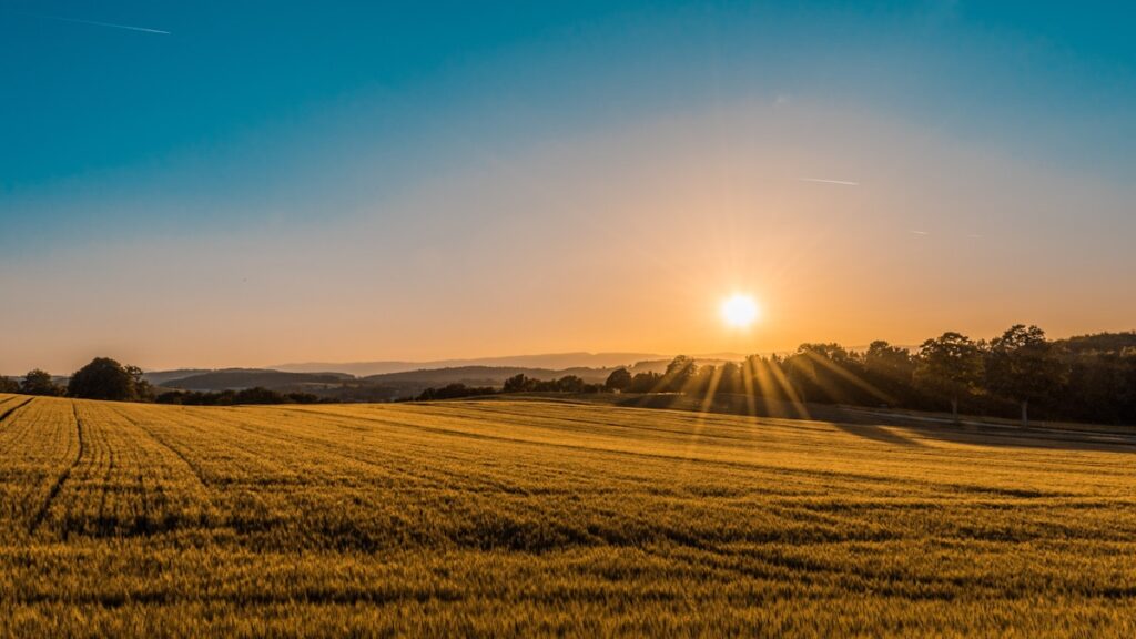 Chasing Golden Hour in the Lavender Fields of Provence
